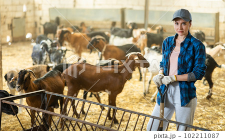 Successful woman farmer posing in barn with domestic goats Successful woman farmer posing in barn with domestic goats 102211087