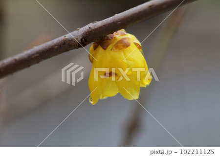 ロウバイの花と雨雫 102211125