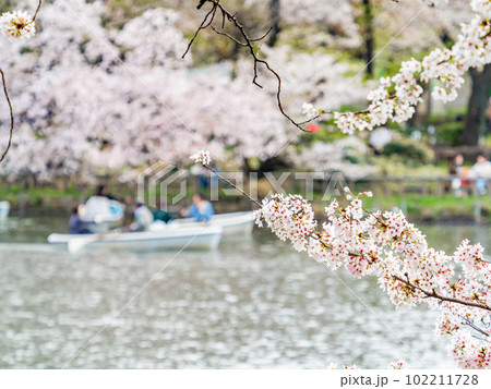 うららかな春の休日の景色 満開の桜とボート遊び うららかな春の休日の景色 満開の桜とボート遊び 102211728