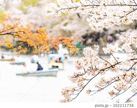 うららかな春の休日の景色 満開の桜とボート遊び うららかな春の休日の景色 満開の桜とボート遊び 102211738