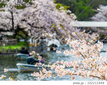 うららかな春の休日の景色 満開の桜とボート遊び うららかな春の休日の景色 満開の桜とボート遊び 102211848
