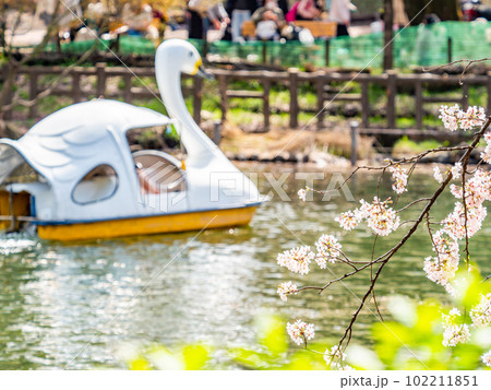 うららかな春の休日の景色 満開の桜とボート遊び うららかな春の休日の景色 満開の桜とボート遊び 102211851