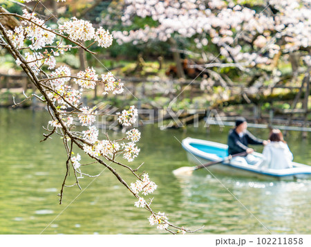 うららかな春の休日の景色　満開の桜とボート遊び 102211858