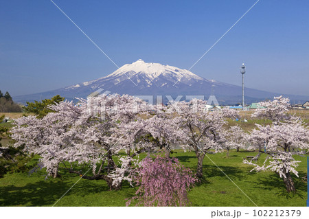 河川公園より桜と岩木山 102212379
