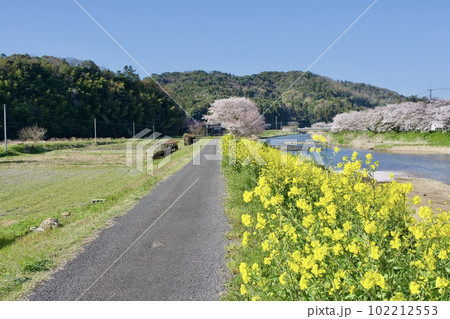 川沿いに咲く桜と菜の花 102212553