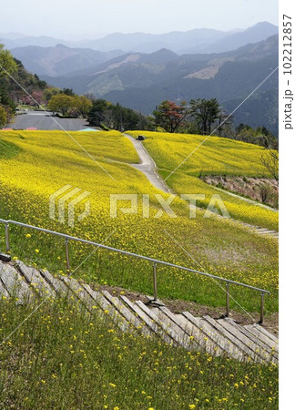 翠波高原の菜の花畑【愛媛県四国中央市】20232 102212857
