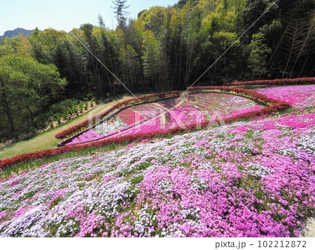東かがわ市の芝桜富士【香川県東かがわ市】2023 102212872