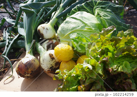 畑で獲れた春野菜 102214259