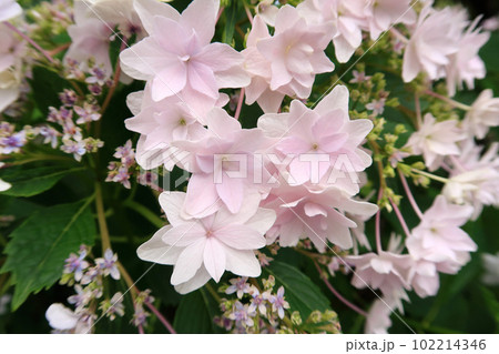 額紫陽花「墨田の花火」の花 額紫陽花「墨田の花火」の花 102214346