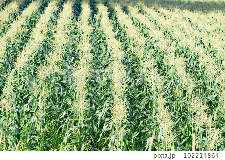 9月の美瑛の風景 102214864