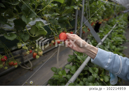 美味しい美味しいいちご狩り 美味しい美味しいいちご狩り 102214959
