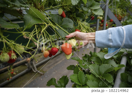 美味しい美味しいいちご狩り 美味しい美味しいいちご狩り 102214962