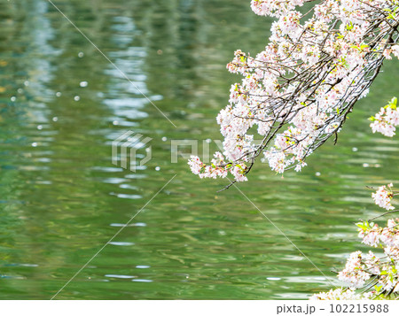 春の水辺の景色 水面に映える満開の桜 春の水辺の景色 水面に映える満開の桜 102215988