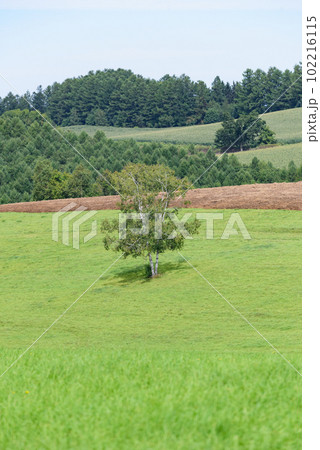 美瑛の絵本の木 102216115