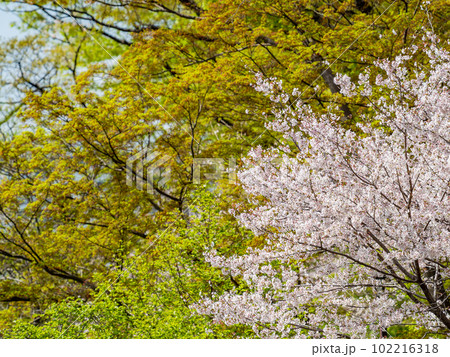 春の景色　爽やかで美しい新緑と桜 102216318