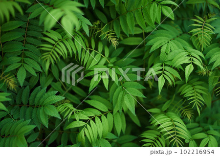 Sorbaria sorbifolia, the leaves of shrub. Green background, the plant in the nature with copy space. High quality photo Sorbaria sorbifolia, the leaves of shrub. Green background, the plant in the nature with copy space. High quality photo 102216954
