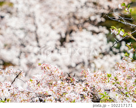 春らんまん　満開の桜　ソメイヨシノ 102217171