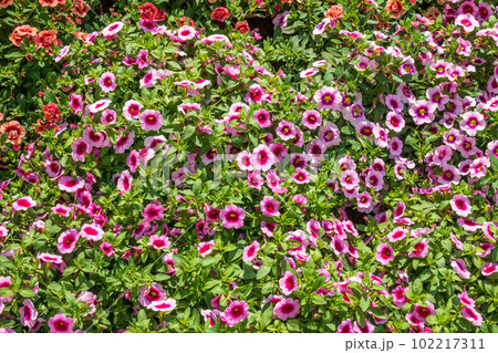 Beautiful Petunia Surfinia Pink Vein, purple and violet surfinia flowers or petunia in the garden. 102217311