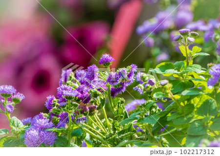 Close-up of small, purple flowers, Ageratum Houstonianum, also know as Floss flower, Pussy Foot, or Blue mink. 102217312
