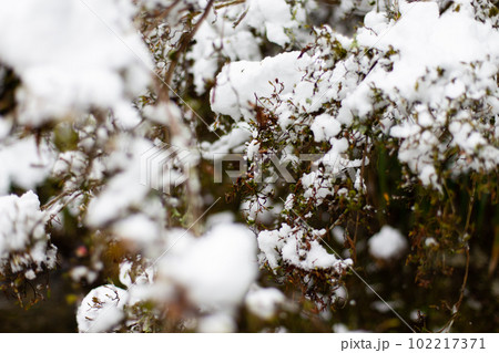 木に積もる雪 木に積もる雪 102217371