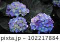 鮮やかな紫陽花 102217884