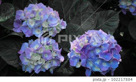 鮮やかな紫陽花 102217884