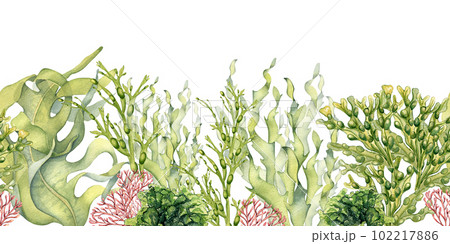 Seamless board of green sea plants watercolor illustration isolated on white. Laminaria, sea salad, ulva, dulse hand drawn. Design element for package, label, advertising, wrapping, marine collection 102217886