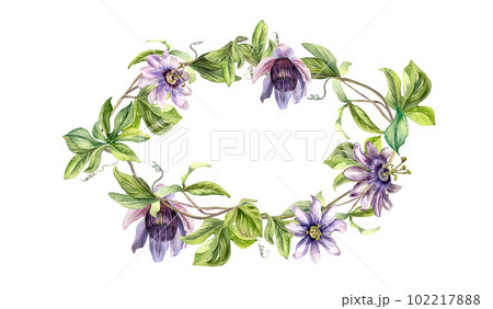 Frame of passion flower plant watercolor illustration isolated on white. Blue tropical plant, stem and foliage hand drawn. Design element for invitation, menu, label, tableware, packaging, wrapping 102217888