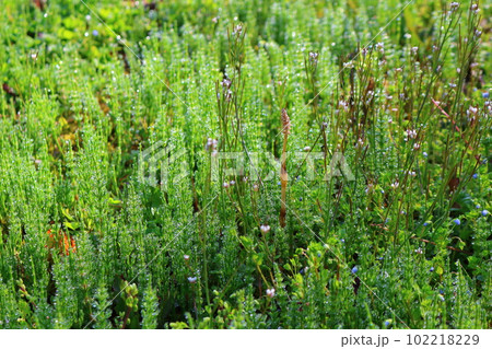 麗しき妙高戸隠連山   4月のの北信五岳と野尻湖 麗しき妙高戸隠連山   4月のの北信五岳と野尻湖 102218229