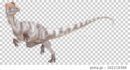 Dilophosaurus A carnivorous dinosaur that reigned at the top of the food chain during the early Jurassic period, misunderstood by movies 102218366