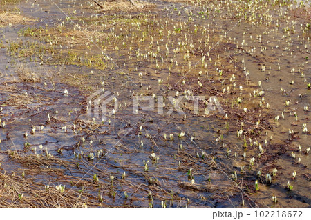 奥裾花自然園の水芭蕉　　　 102218672