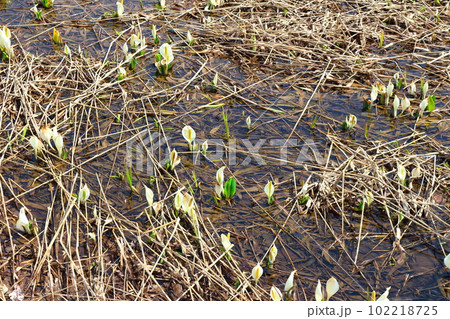 奥裾花自然園の水芭蕉　　　 102218725