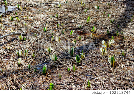 奥裾花自然園の水芭蕉　　　 102218744