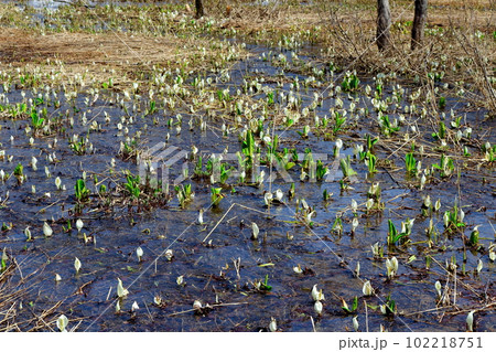 奥裾花自然園の水芭蕉　　　 102218751