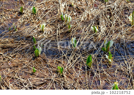 奥裾花自然園の水芭蕉　　　 102218752