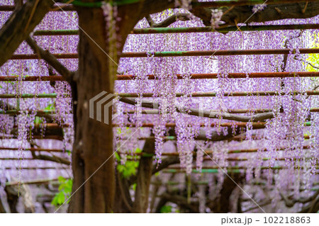 【初夏素材】藤の花【長野県】 102218863