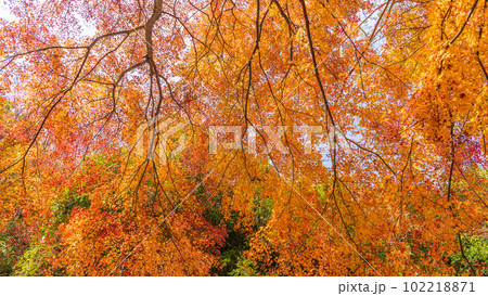 秋の陽射し　秋の紅葉に映える(五家荘・せんだん轟の滝)周辺の紅葉に染まる景色「熊本県八代市泉町柿迫」 102218871