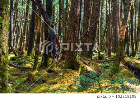 【原生林】初夏の白駒の池【長野県】 102219109