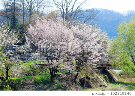 鬼無里の桜 信州の桜 花と植物が織りなす色紙 鬼無里の桜 信州の桜 花と植物が織りなす色紙 102219146