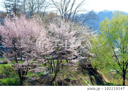 鬼無里の桜 信州の桜 花と植物が織りなす色紙 鬼無里の桜 信州の桜 花と植物が織りなす色紙 102219147