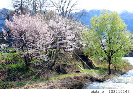 鬼無里の桜 信州の桜 花と植物が織りなす色紙 鬼無里の桜 信州の桜 花と植物が織りなす色紙 102219148