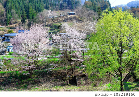 鬼無里の桜 信州の桜 花と植物が織りなす色紙 鬼無里の桜 信州の桜 花と植物が織りなす色紙 102219160