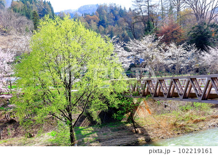 鬼無里の桜 信州の桜 花と植物が織りなす色紙 鬼無里の桜 信州の桜 花と植物が織りなす色紙 102219161
