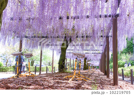 満開の藤の花 満開の藤の花 102219705