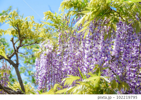 藤の木 102219795