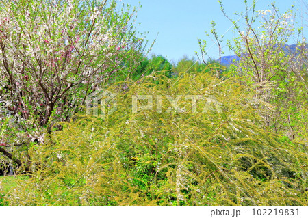 信州の春の花々　　　　花と植物が織りなす色紙 102219831