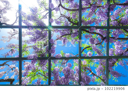 満開の長藤-ローアングル- 102219906