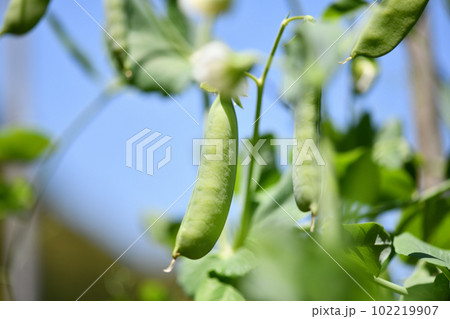 エンドウの果実 102219907