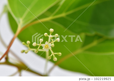 常緑樹・クスノキ（楠）の花蕾 102219925