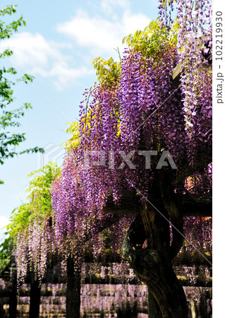 天王川公園のフジ 102219930